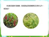粵教粵科版（2019）科學(xué)四年級(jí)下冊(cè) 第3課《鳳仙花和狗尾草》課件+教案