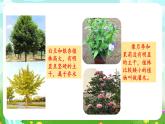粵教粵科版（2019）科學(xué)四年級(jí)下冊(cè) 第3課《鳳仙花和狗尾草》課件+教案
