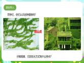 粵教粵科版（2019）科學(xué)四年級(jí)下冊(cè) 第4課《葡萄和爬墻虎》課件+教案