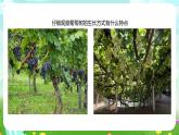 粵教粵科版（2019）科學(xué)四年級(jí)下冊(cè) 第4課《葡萄和爬墻虎》課件+教案
