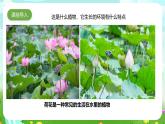 粵教粵科版（2019）科學(xué)四年級(jí)下冊(cè) 第5課《睡蓮和荷花》課件+教案
