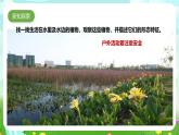 粵教粵科版（2019）科學(xué)四年級(jí)下冊(cè) 第5課《睡蓮和荷花》課件+教案
