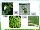 粵教粵科版（2019）科學(xué)四年級(jí)下冊(cè) 第5課《睡蓮和荷花》課件+教案
