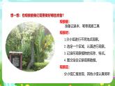 粵教粵科版（2019）科學(xué)四年級(jí)下冊(cè) 第6課《校園里的植物》課件+教案