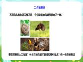 粵教粵科版（2019）科學(xué)四年級下冊 第13課《專題探究：幫鳥兒建個家》課件+教案