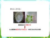 大象版（2017）科学四下 1.2《奇妙的植物》课件+教案