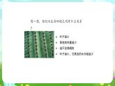 大象版（2017）科学四下 1.2《奇妙的植物》课件+教案