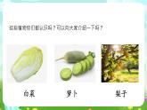 大象版（2017）科學(xué)三下 3.1《植物資源知多少》課件+教案