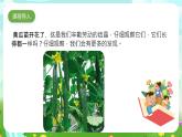 大象版（2017）科学三下 3.4《开放的花朵》课件+教案