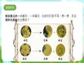 大象版（2017）科学三下 3.4《开放的花朵》课件+教案