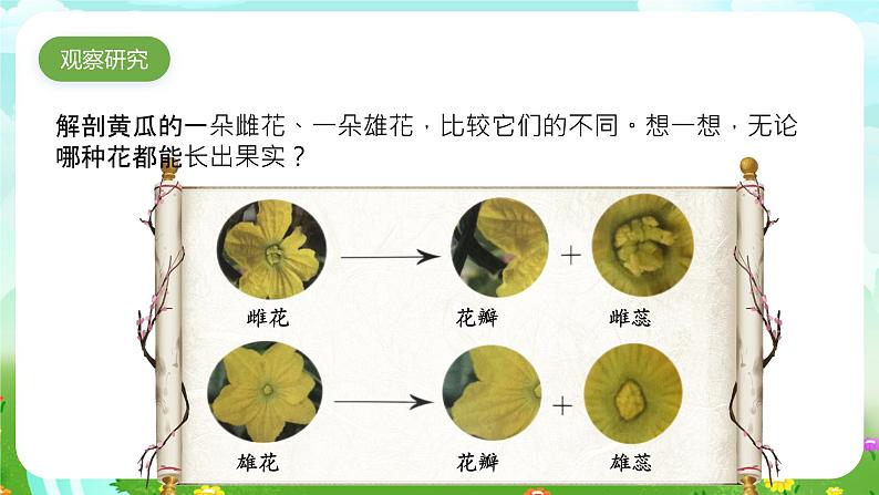 大象版（2017）科学三下 3.4《开放的花朵》课件第3页