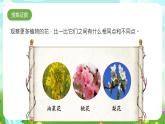 大象版（2017）科学三下 3.4《开放的花朵》课件+教案