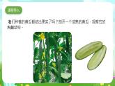 大象版（2017）科學(xué)三下 3.5《碩果累累》課件+教案