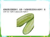 大象版（2017）科學(xué)三下 3.5《碩果累累》課件+教案