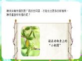 大象版（2017）科學(xué)三下 3.5《碩果累累》課件+教案