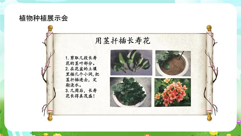 大象版（2017）科学三下 3.6《植物种植展示会》课件第4页