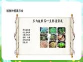 大象版（2017）科學(xué)三下 3.6《植物種植展示會(huì)》課件+教案