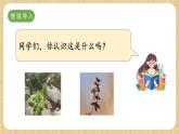冀人版（2017）科學六下 第8課《生物的啟示》課件+教案