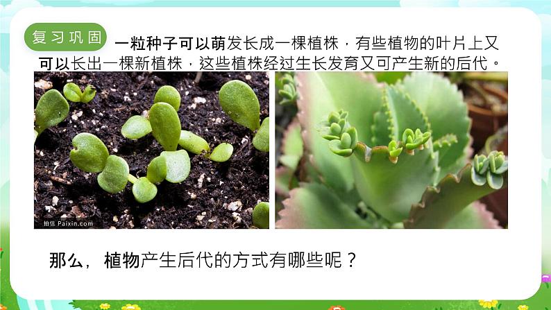 冀人版（2017）科学四下 第6课《植物的繁殖》课件第2页