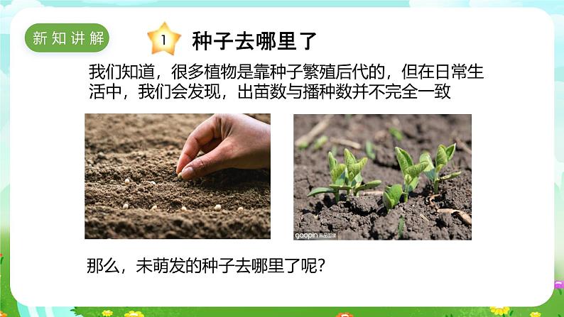 冀人版（2017）科学四下 第6课《植物的繁殖》课件第3页