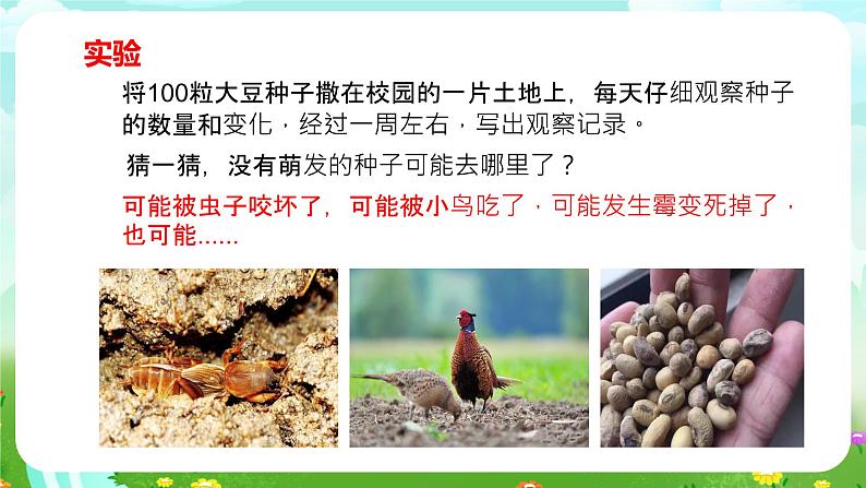 冀人版（2017）科学四下 第6课《植物的繁殖》课件第4页