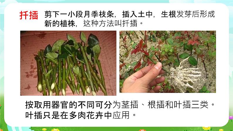 冀人版（2017）科学四下 第6课《植物的繁殖》课件第7页