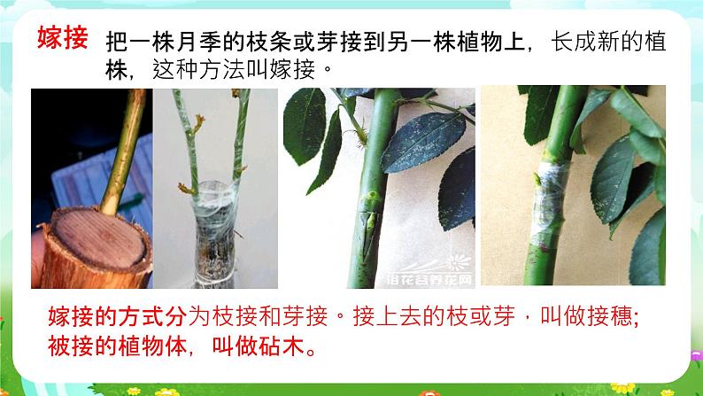 冀人版（2017）科学四下 第6课《植物的繁殖》课件第8页
