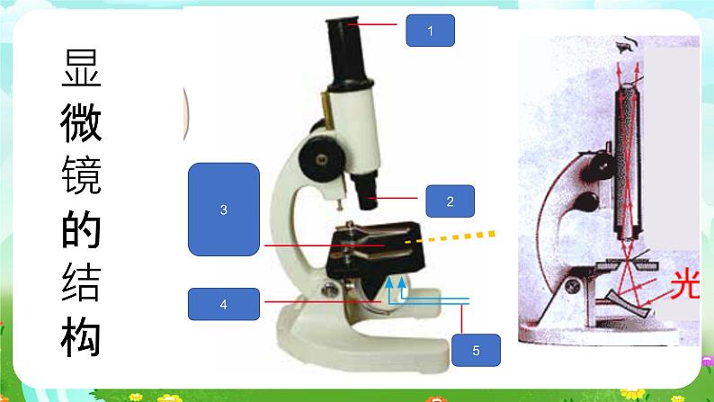 冀人版（2017）科学五下 第12课《观察细胞》课件第6页