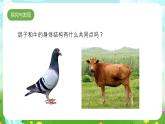 冀人版（2017）科學(xué)三下 第4課《種類繁多的動物》課件+教案+素材
