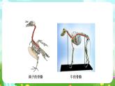 冀人版（2017）科學(xué)三下 第4課《種類繁多的動物》課件+教案+素材