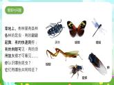 冀人版（2017）科學(xué)三下 第5課《昆蟲》課件+教案+素材