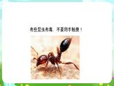冀人版（2017）科學(xué)三下 第5課《昆蟲》課件+教案+素材