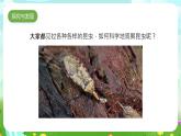 冀人版（2017）科學(xué)三下 第5課《昆蟲》課件+教案+素材
