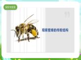 冀人版（2017）科學(xué)三下 第10課《蜜蜂傳粉》課件+教案
