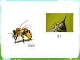 冀人版（2017）科學(xué)三下 第10課《蜜蜂傳粉》課件+教案