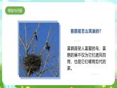 冀人版（2017）科學(xué)三下 第11課《喜鵲筑巢》課件+教案