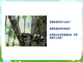 冀人版（2017）科學(xué)三下 第11課《喜鵲筑巢》課件+教案