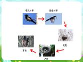 冀人版（2017）科學(xué)三下 第11課《喜鵲筑巢》課件+教案