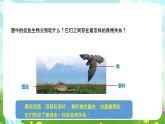 蘇教版（2017）科學(xué)六下 2.6《有趣的食物鏈》課件+教案