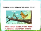蘇教版（2017）科學(xué)六下 2.6《有趣的食物鏈》課件+教案
