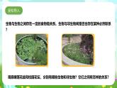 蘇教版（2017）科學(xué)六下 2.7《做個(gè)生態(tài)瓶》課件+教案