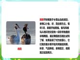 蘇教版（2017）科學(xué)六下 2.8《適應(yīng)生存的本領(lǐng)》課件+教案