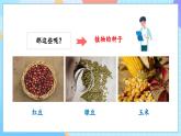 【核心素养】教科版科学四年级下册 1.1《种子里孕育着新生命》课件+教案+素材