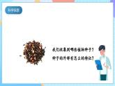 【核心素养】教科版科学四年级下册 1.1《种子里孕育着新生命》课件+教案+素材
