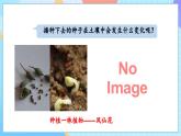 【核心素養(yǎng)】教科版科學四年級下冊 1.2《種植鳳仙花》課件+教案+素材