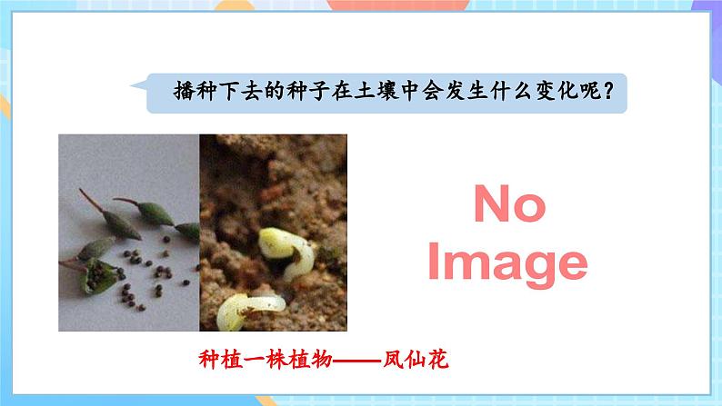 【核心素养】教科版科学四年级下册 1.2《种植凤仙花》课件第4页