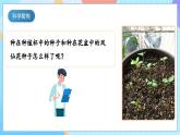 【核心素養(yǎng)】教科版科學四年級下冊 1.3《種子長出了根》課件+教案+素材