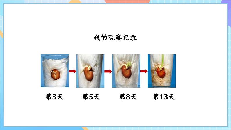 【核心素养】教科版科学四年级下册 1.3《种子长出了根》课件第6页