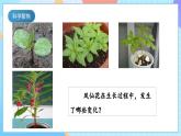 【核心素養(yǎng)】教科版科學四年級下冊 1.4《莖和葉》課件+教案+素材
