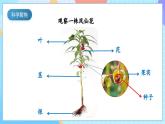 【核心素養(yǎng)】教科版科學四年級下冊 1.5《鳳仙花開花了》課件+教案+素材